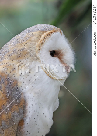 Barn owl Barn owl 141058284