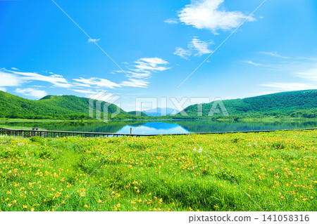 Daylilies growing in clusters in the Oguni Marshland, Kitashiobara Village, Yama District, Fukushima Prefecture, and Oguni Marsh. Daylilies growing in clusters in the Oguni Marshland, Kitashiobara Village, Yama District, Fukushima Prefecture, and Oguni Marsh. 141058316