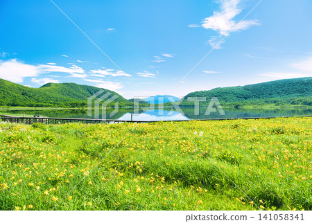 Daylilies growing in clusters in the Oguni Marshland, Kitashiobara Village, Yama District, Fukushima Prefecture, and Oguni Marsh. Daylilies growing in clusters in the Oguni Marshland, Kitashiobara Village, Yama District, Fukushima Prefecture, and Oguni Marsh. 141058341