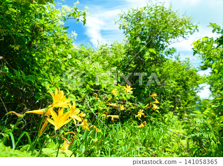Daylilies blooming around the Oguni Marsh in Kitashiobara Village, Yama District, Fukushima Prefecture. Daylilies blooming around the Oguni Marsh in Kitashiobara Village, Yama District, Fukushima Prefecture. 141058365