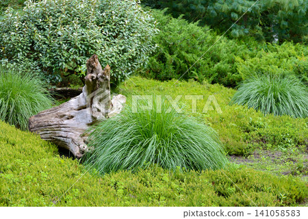 Old Weathered Tree Stump Snag In Decorative Green Garden Old Weathered Tree Stump Snag In Decorative Green Garden 141058583