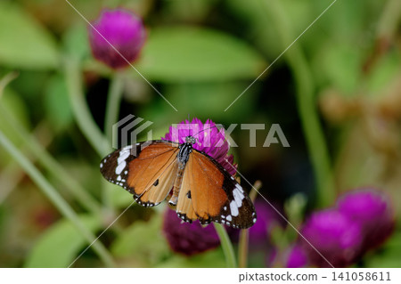 Monarch butterfly perched on bright globe amaranth flower in vibrant garden Monarch butterfly perched on bright globe amaranth flower in vibrant garden 141058611