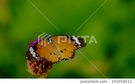 Butterfly resting on dry flower against clean green background in natural meadow 141058612