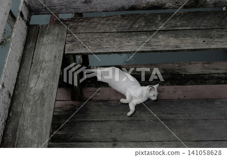 White Cat Resting Peacefully on a Wooden Deck by the river White Cat Resting Peacefully on a Wooden Deck by the river 141058628