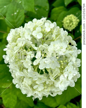 The white Annabelle hydrangeas sparkle with fresh raindrops after the rain. The white Annabelle hydrangeas sparkle with fresh raindrops after the rain. 141058794
