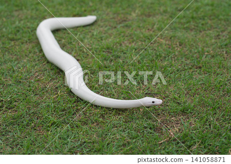 A beautiful white morph Ball Python gliding on fresh green grass, close-up portrait, elegant and exotic concept. A beautiful white morph Ball Python gliding on fresh green grass, close-up portrait, elegant and exotic concept. 141058871