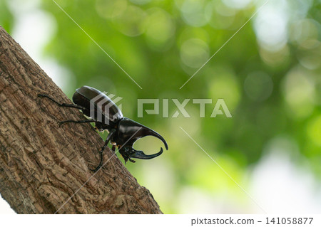 A Siamese rhinoceros beetle (Xylotrupes gideon) climbing on a tree trunk, selective focus on a natural green background. A Siamese rhinoceros beetle (Xylotrupes gideon) climbing on a tree trunk, selective focus on a natural green background. 141058877