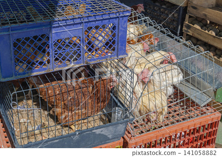 Chickens in Cages Market Chickens in Cages Market 141058882