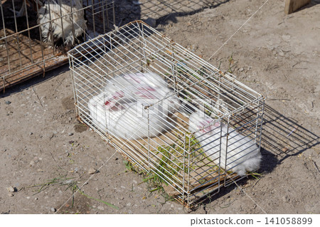 White Rabbits Cage White Rabbits Cage 141058899