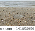 Transparent Jellyfish Washed Ashore on Sandy Beach 141058959
