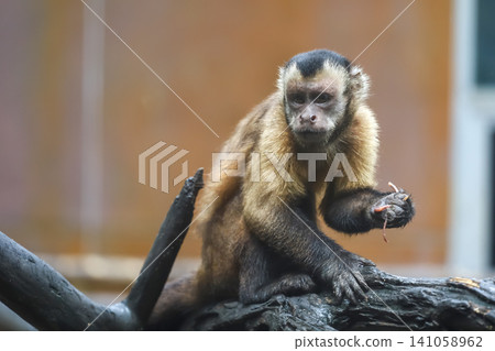 Tufted Capuchin Monkey Eating Worms on Tree Branch in Zoo Habitat 141058962