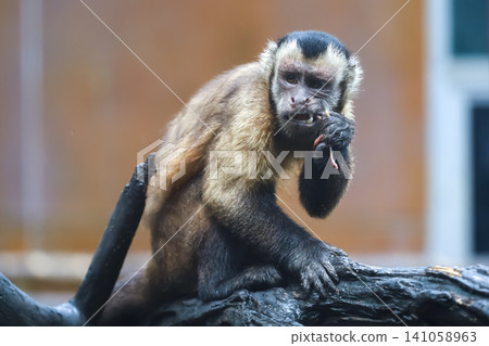Tufted Capuchin Monkey Eating Worms on Tree Branch in Zoo Habitat Tufted Capuchin Monkey Eating Worms on Tree Branch in Zoo Habitat 141058963