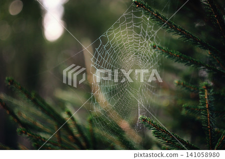 Forest web in dew among the spruce branches Forest web in dew among the spruce branches 141058980