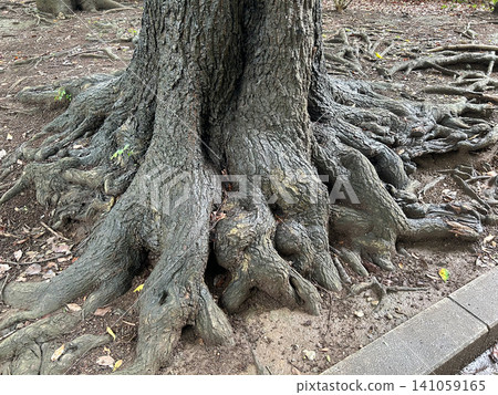 Thick roots of large trees exposed on the ground, the base of the trunks of old trees in the park Thick roots of large trees exposed on the ground, the base of the trunks of old trees in the park 141059165