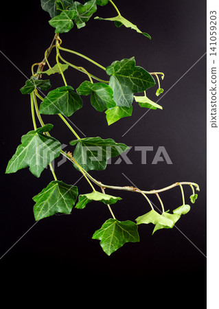 Green ivy vine leaves isolated on black background with copy space Green ivy vine leaves isolated on black background with copy space 141059203