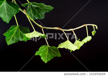 Decorative English ivy branch on dark black background with copy space 141059204