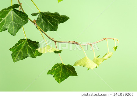 Green ivy vine leaves on soft natural background with copy space Green ivy vine leaves on soft natural background with copy space 141059205