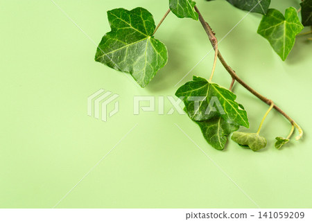 Green ivy leaves growing on decorative climbing vine Green ivy leaves growing on decorative climbing vine 141059209