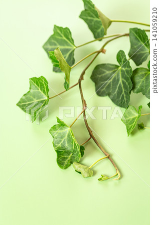 Beautiful ivy leaves with minimal botanical background composition 141059210