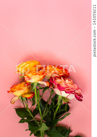 Romantic elegant rose blossom with spacious pink copy background Romantic elegant rose blossom with spacious pink copy background 141059211