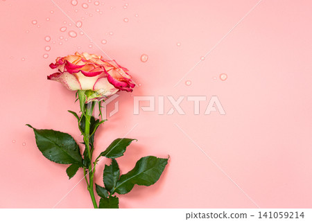 Elegant floral composition with single rose and pastel background Elegant floral composition with single rose and pastel background 141059214