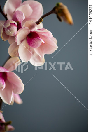 closeup of pink orchid blossom with soft natural light background closeup of pink orchid blossom with soft natural light background 141059231