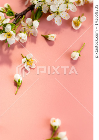 delicate spring blossom branch with white flowers on pink background 141059235