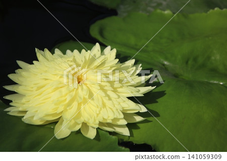 Water lilies (aquatic plants) 55 Water lilies (aquatic plants) 55 141059309