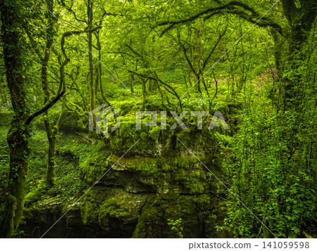 lush forest thicket with a predominance of bright green shades. Trees and rocky formations lush forest thicket with a predominance of bright green shades. Trees and rocky formations 141059598