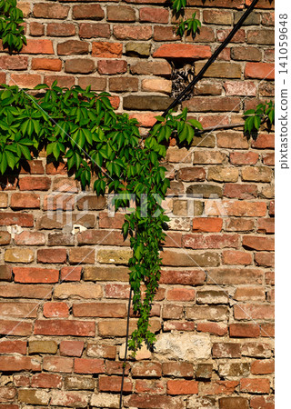 Green vine on old brick wall Green vine on old brick wall 141059648