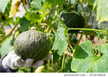 A woman holding pumpkins harvested from her field (August) - Home garden A woman holding pumpkins harvested from her field (August) - Home garden 141059668