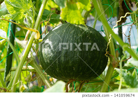Pumpkins in the process of growing larger (August) - Home garden Pumpkins in the process of growing larger (August) - Home garden 141059674
