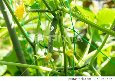 Cucumbers growing from female flowers (August) in a home garden Cucumbers growing from female flowers (August) in a home garden 141059676