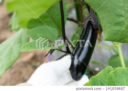 一名男子手捧待收割的茄子;家庭菜園中的茄子種植與收成(八月)。 一名男子手捧待收割的茄子;家庭菜園中的茄子種植與收成(八月)。 141059687