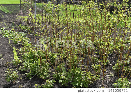 Raspberry seedlings growing in garden soil rural bed. Raspberry seedlings growing in garden soil rural bed. 141059751