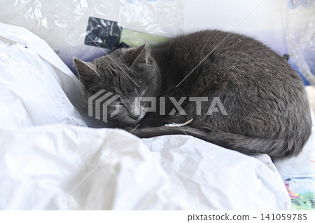 Cat sleeping curled on soft white fabric indoors. Cat sleeping curled on soft white fabric indoors. 141059785
