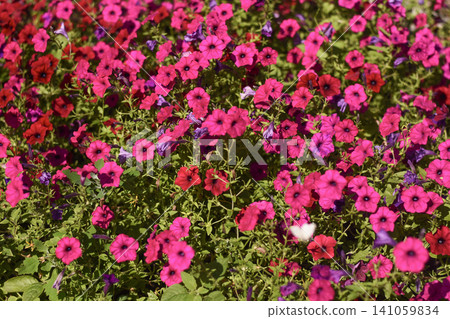 Vibrant petunia blossoms bloom in abundance filling summer garden. Vibrant petunia blossoms bloom in abundance filling summer garden. 141059834