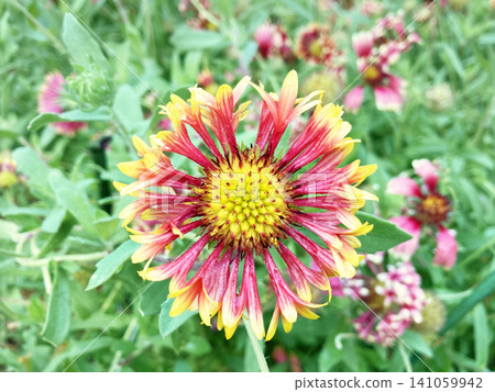 Cornflower Cornflower 141059942