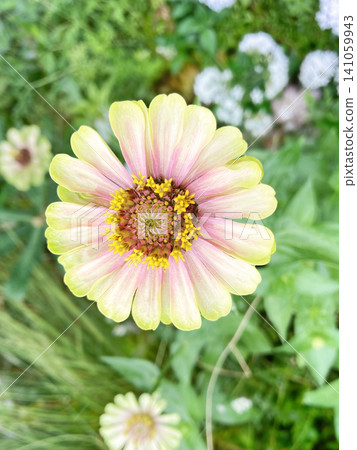Zinnias where you can see tiny flowers among the larger ones. 141059943