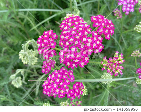 Bright pink yarrow Bright pink yarrow 141059950