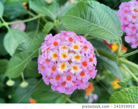 變成粉紅色的馬纓丹 變成粉紅色的馬纓丹 141059953