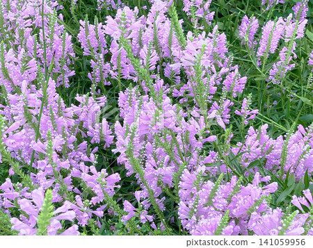 The wild and increasing number of Physostegia virginiana The wild and increasing number of Physostegia virginiana 141059956