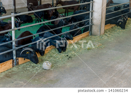 Domestic goats stand in farm stall, animals graze in spacious stable outdoor Domestic goats stand in farm stall, animals graze in spacious stable outdoor 141060234