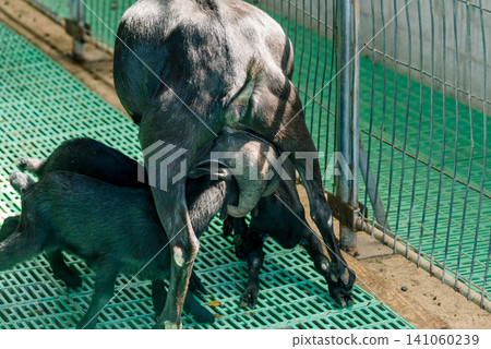 Domestic goats stand in farm stall, animals graze in spacious stable outdoor Domestic goats stand in farm stall, animals graze in spacious stable outdoor 141060239