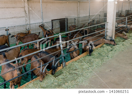 Domestic goats stand in farm stall, animals graze in spacious stable outdoor Domestic goats stand in farm stall, animals graze in spacious stable outdoor 141060251