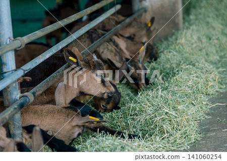 Domestic goats stand in farm stall, animals graze in spacious stable outdoor 141060254