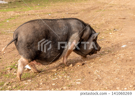 Domestic pig grazing in spacious paddock pigsty, farm animals walk in farmyard Domestic pig grazing in spacious paddock pigsty, farm animals walk in farmyard 141060269