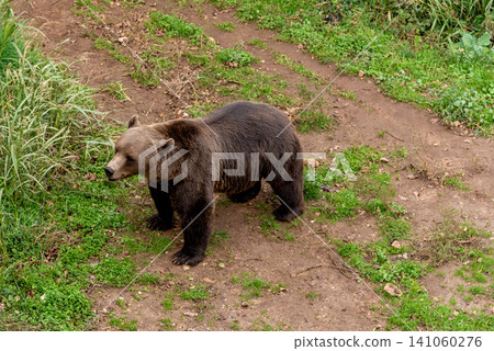 Brown bear wild animal in forest habitat, dangerous predator in nature taiga Brown bear wild animal in forest habitat, dangerous predator in nature taiga 141060276