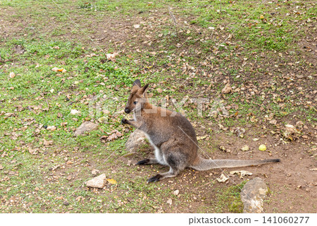 Marsupial in spacious paddock at australian kangaroo farm meadow grazing outdoor Marsupial in spacious paddock at australian kangaroo farm meadow grazing outdoor 141060277