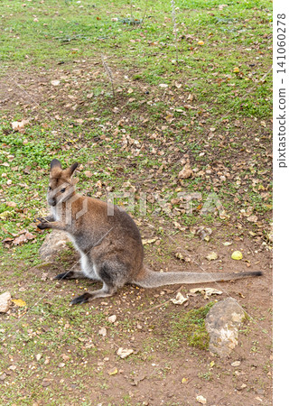 Marsupial in spacious paddock at australian kangaroo farm meadow grazing outdoor Marsupial in spacious paddock at australian kangaroo farm meadow grazing outdoor 141060278
